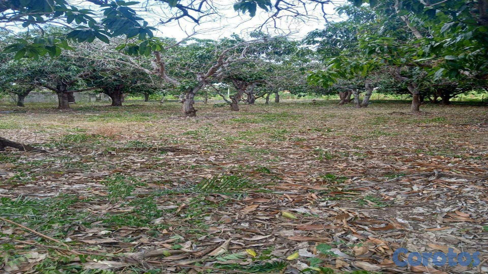 solares y terrenos - Terreno en venta 19,134M2em Bani- Provincia Peravia Rep.Dom 2