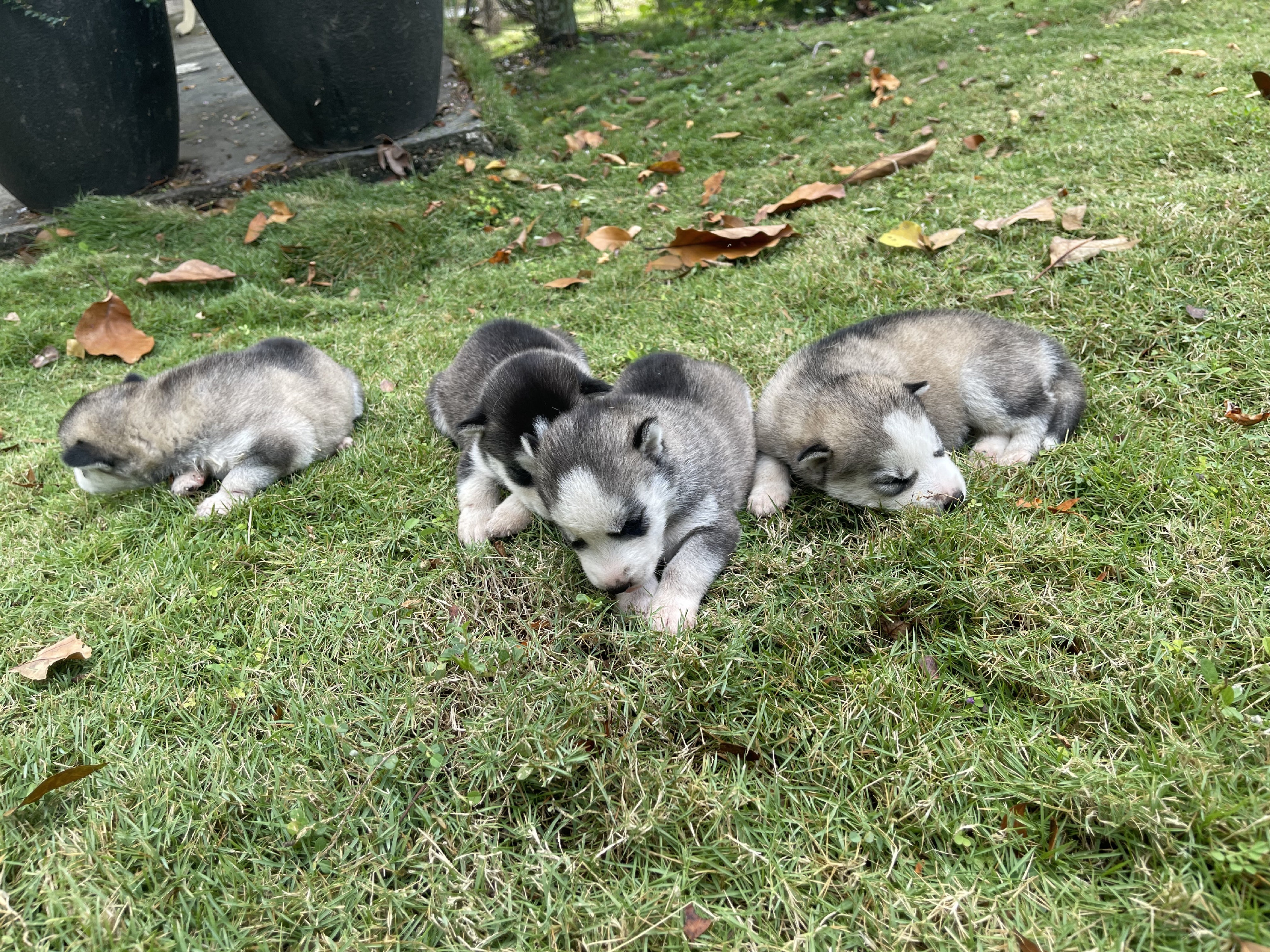 animales y mascotas - Husky siberiano  2