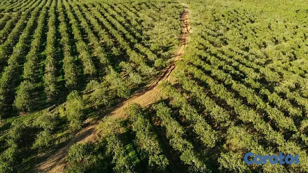 solares y terrenos - Finca de 5232 tareas totalmente ganadera y agrícol 7