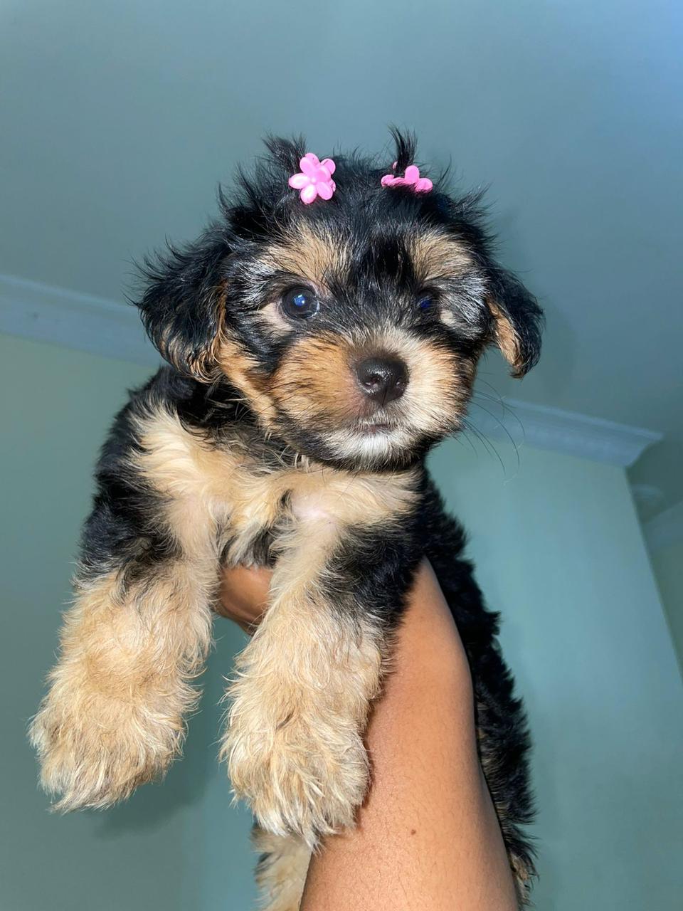 animales y mascotas - OFERTA CACHORRO YORKIE POO HEMBRA EN SANTO DOMINGO