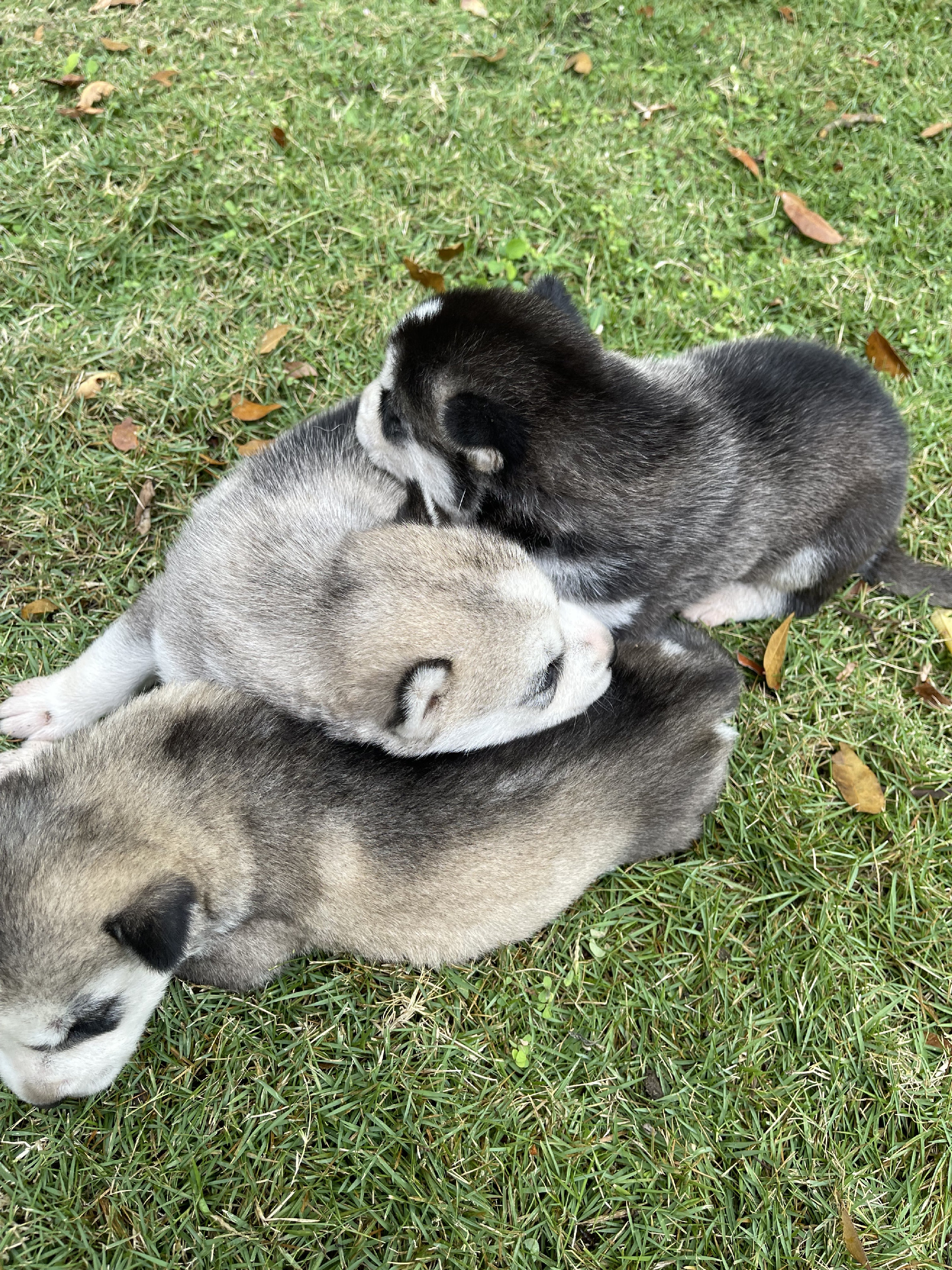 animales y mascotas - Husky siberiano 