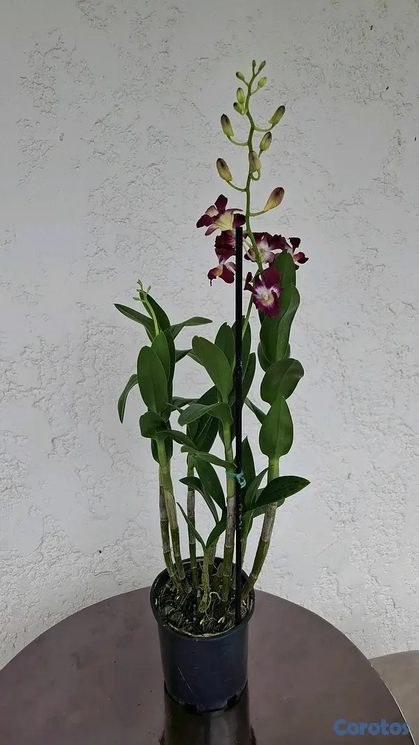 herramientas, jardines y exterior - Orquideas para ti 2