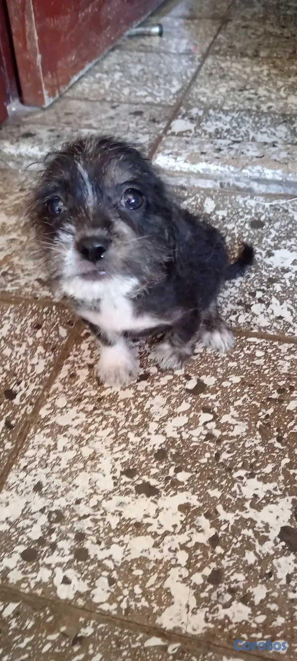 animales y mascotas - Cachorritos 3