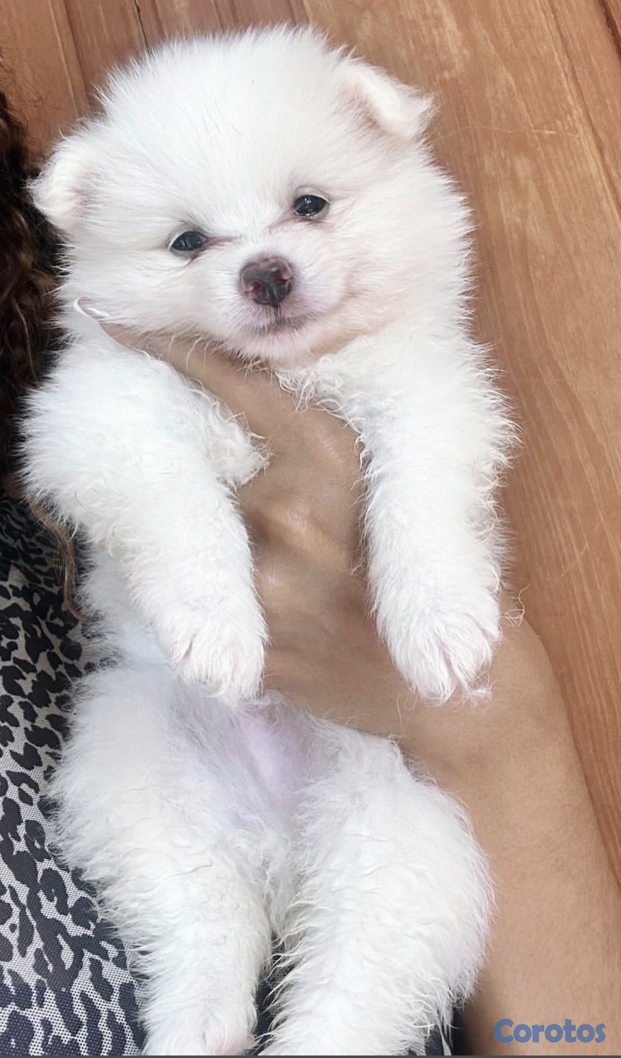 animales y mascotas - POMERANIA MACHO