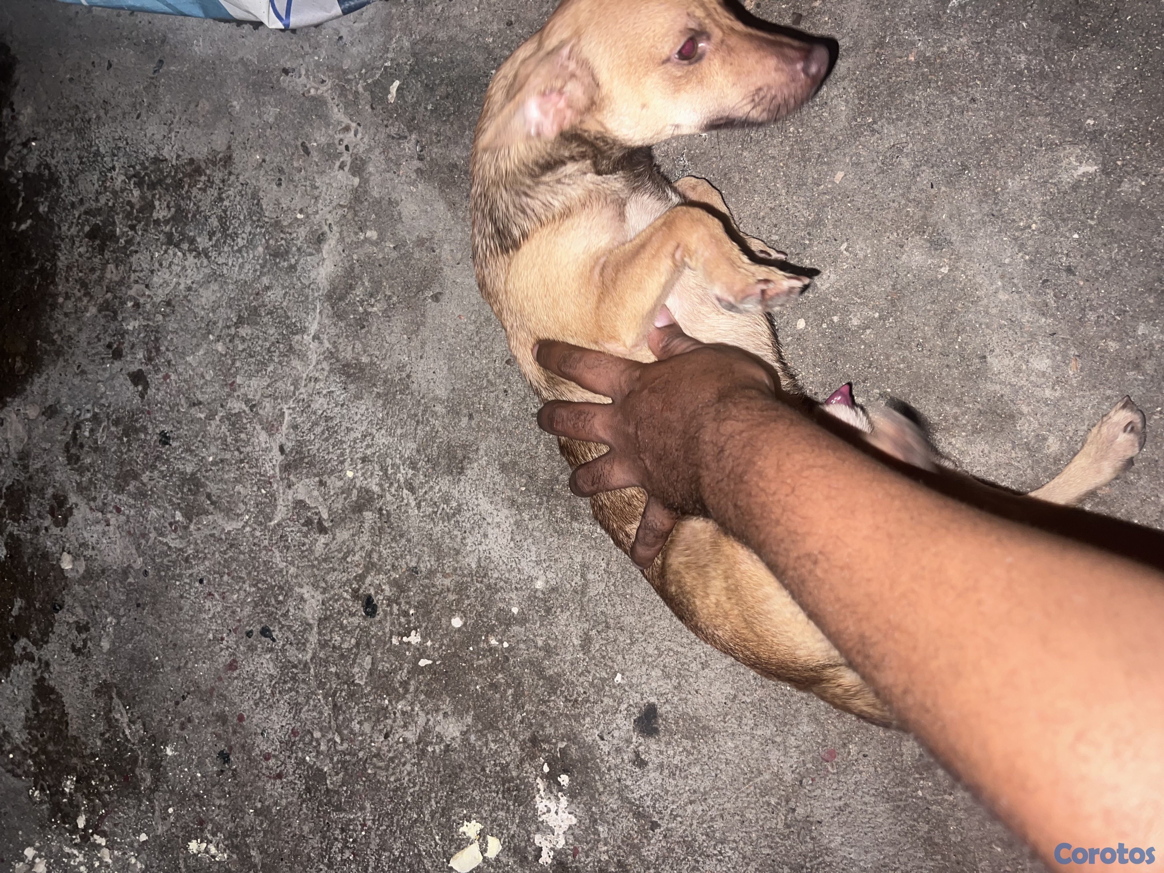 animales y mascotas - Chichigua  2