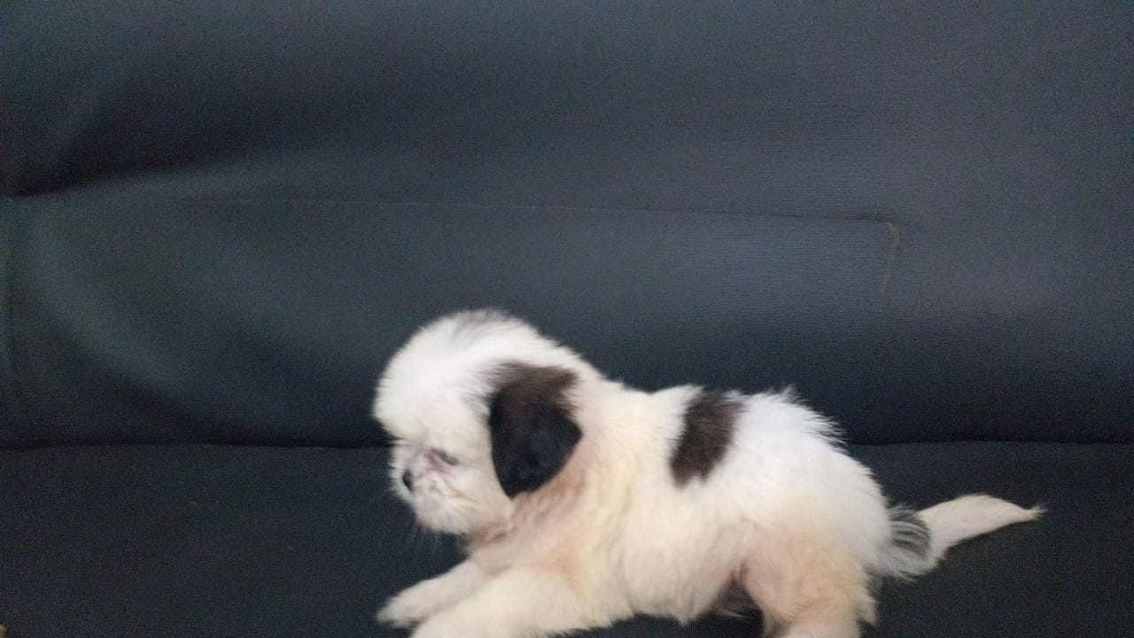 animales y mascotas - OFERTA CACHORRO SHIH TZU MACHO SE ENTREGA CON SUS 