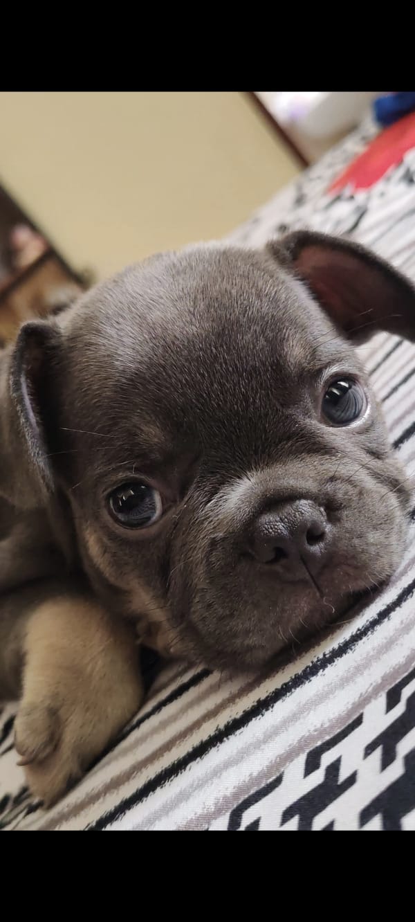 animales y mascotas - Vendo mi Bulldog Francés con Pedigree 