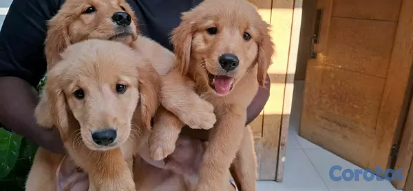animales y mascotas - hermosos cachorritos de golden retrievee  6