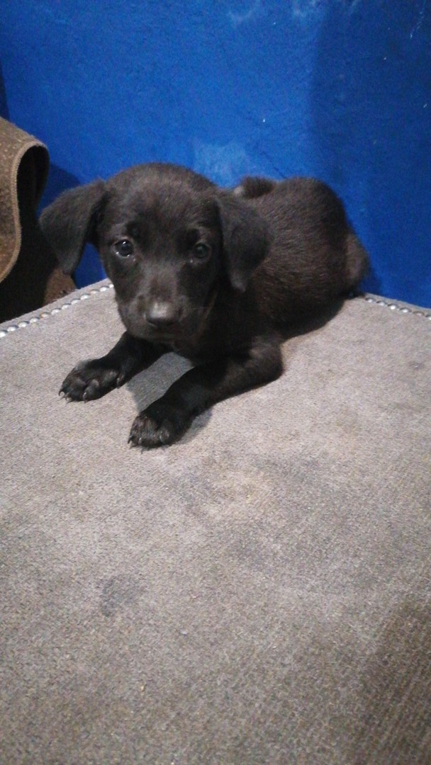 animales y mascotas - Perro labrador negro hembra 
