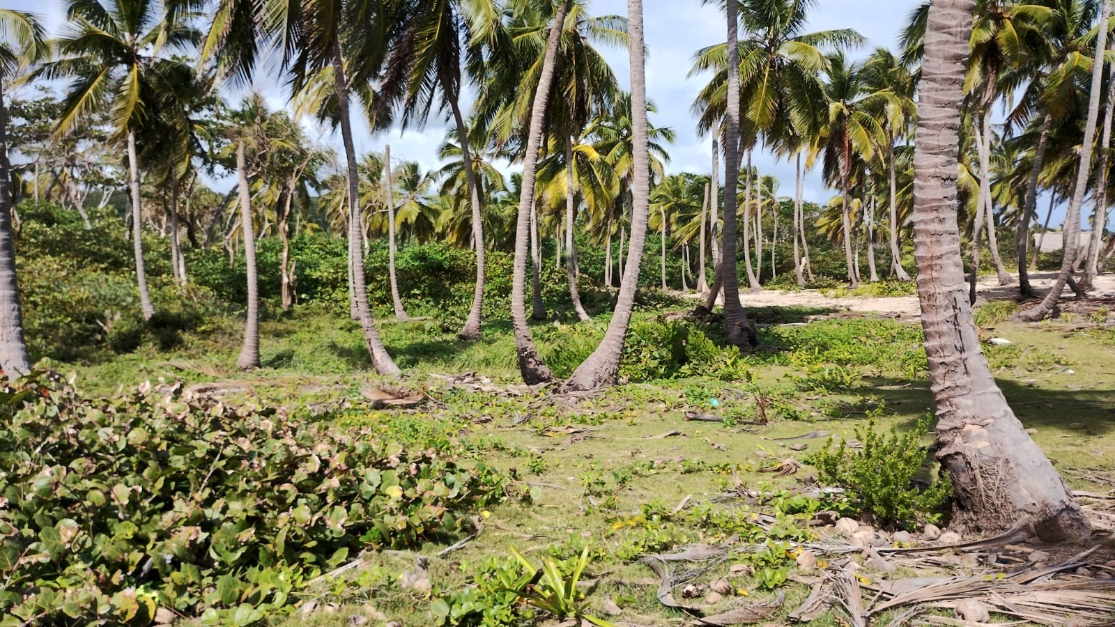 solares y terrenos - Terreno de venta en Las Talanqueras  de Samaná a 10 Min de Las Galeras 23 Rincón 1