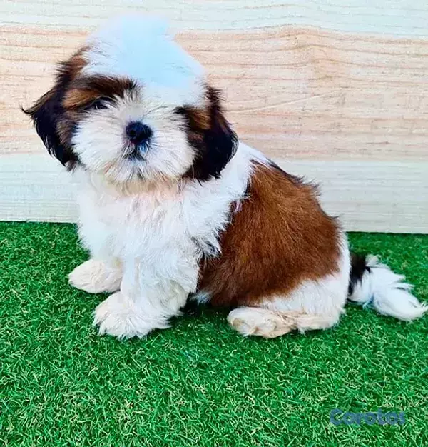 negocios en venta - VETERINARIA MONTERO 2