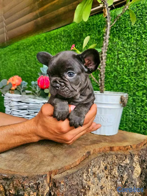 animales y mascotas - hermosos cachorritos yorshire mini  3