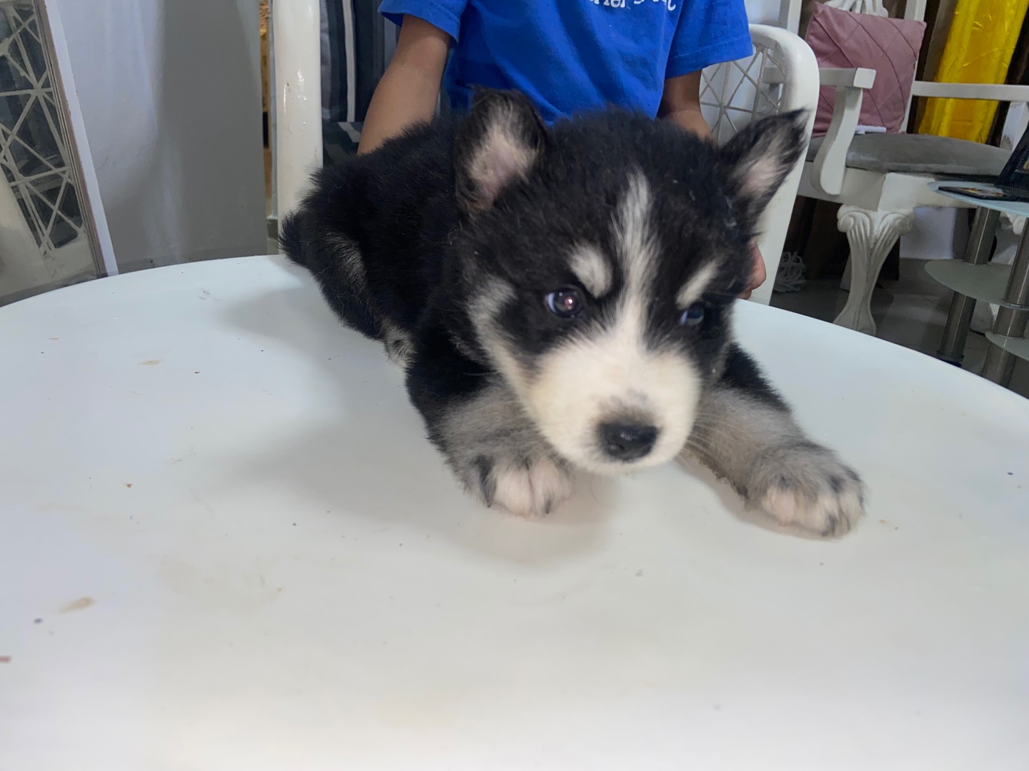 animales y mascotas - Cachorros de huskys siberianos en  venta 1