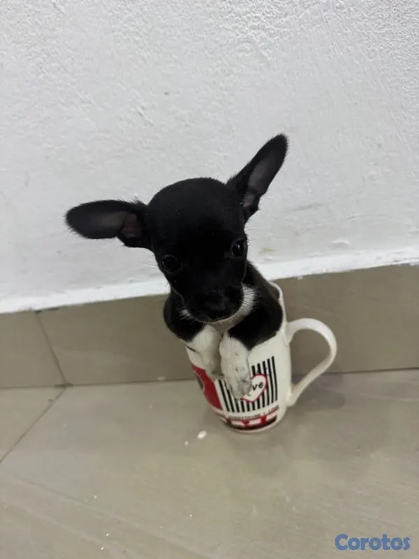 animales y mascotas - Chihuahua  11