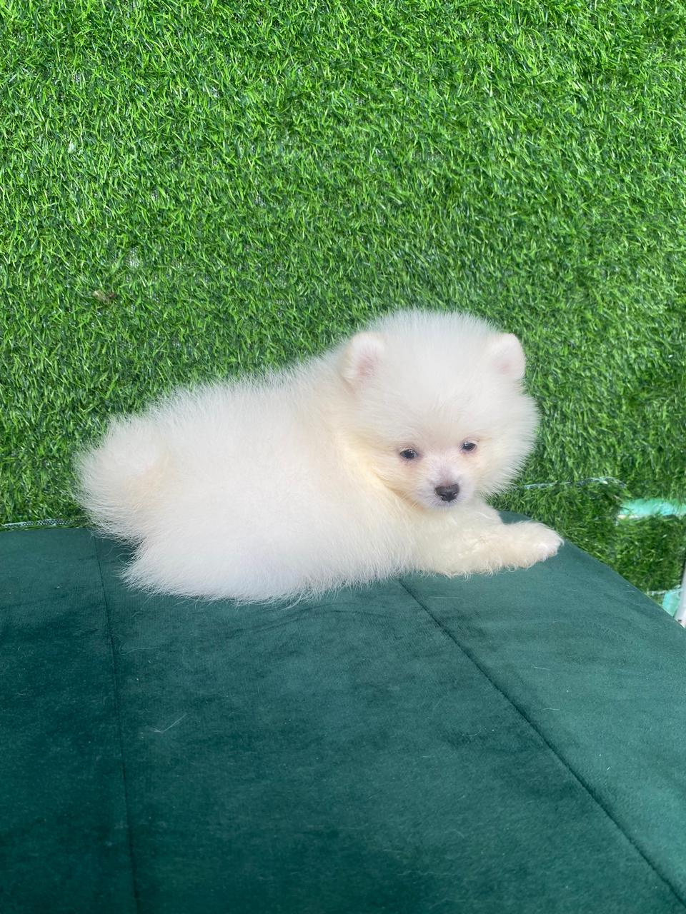 animales y mascotas - OFERTA CACHORRO POMERANIA MACHO EN SANTO DOMINGO Y