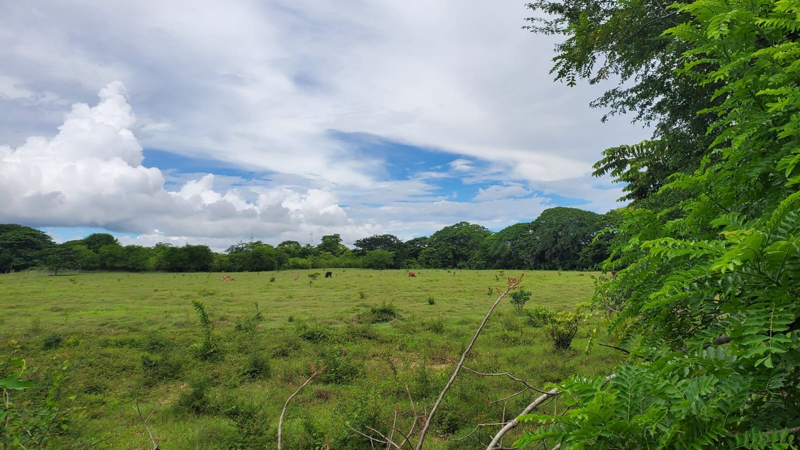 solares y terrenos - Finca en el Toro de Guerra 4