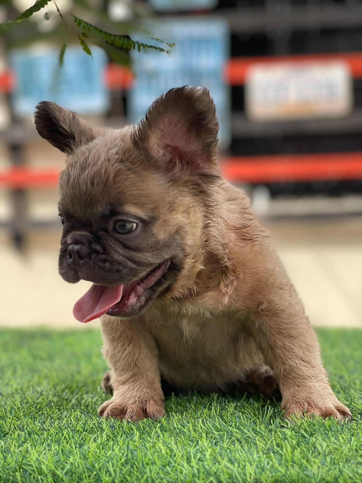 animales y mascotas - OFERTA CACHORRO BULLDOG FRANCES FLUFFLY MACHO PED 