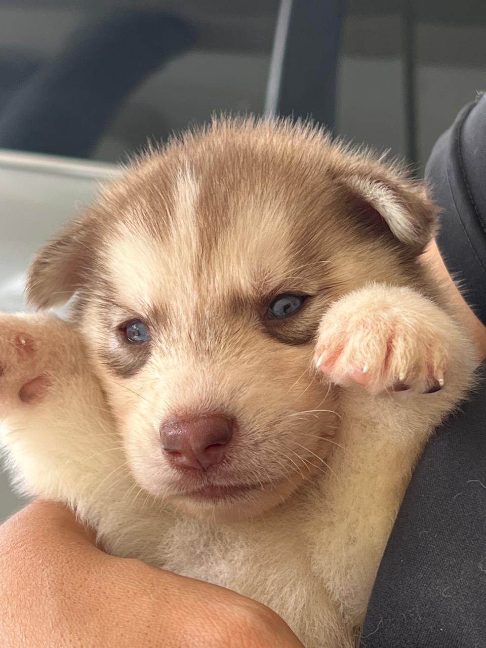 animales y mascotas - Husky Siberiano  3
