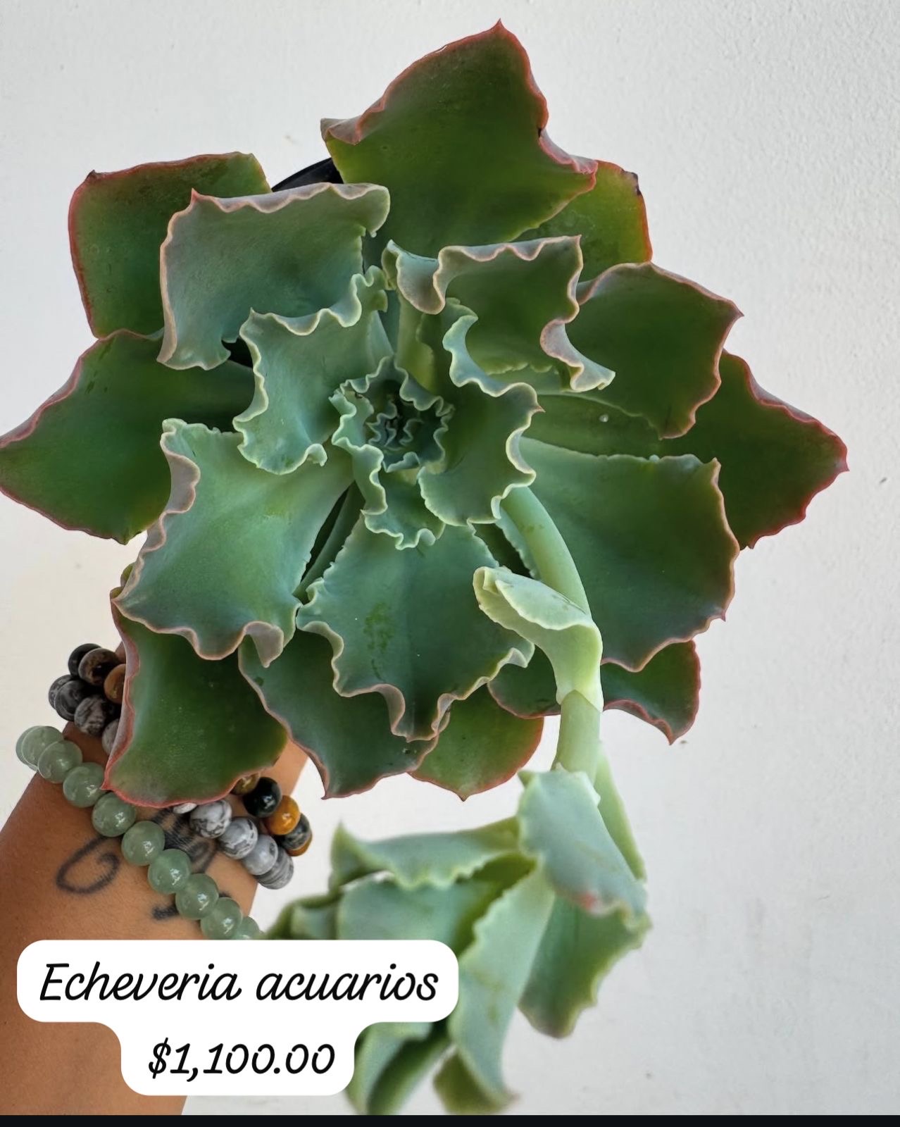 herramientas, jardines y exterior - suculentas  3
