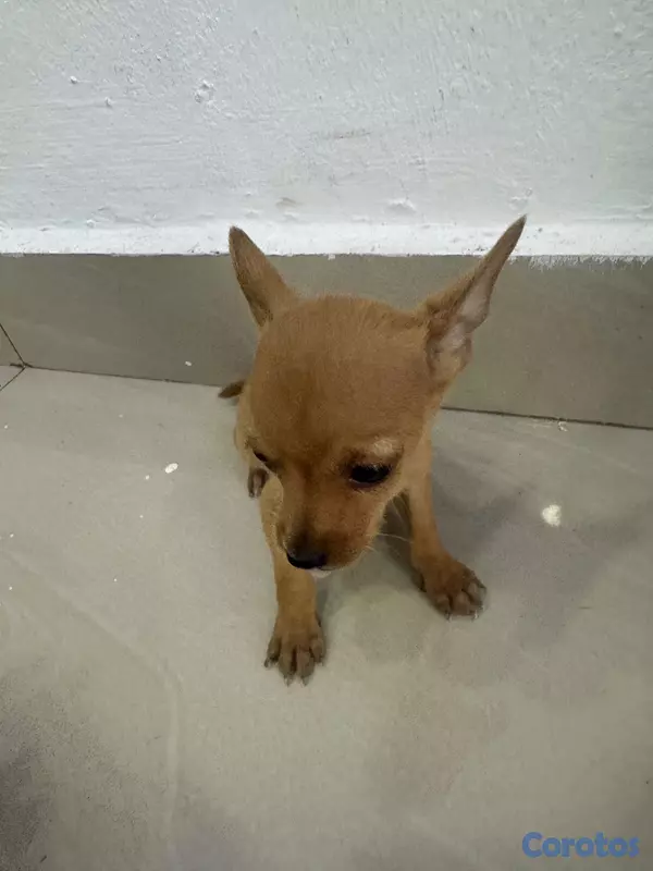animales y mascotas - Chihuahua  9
