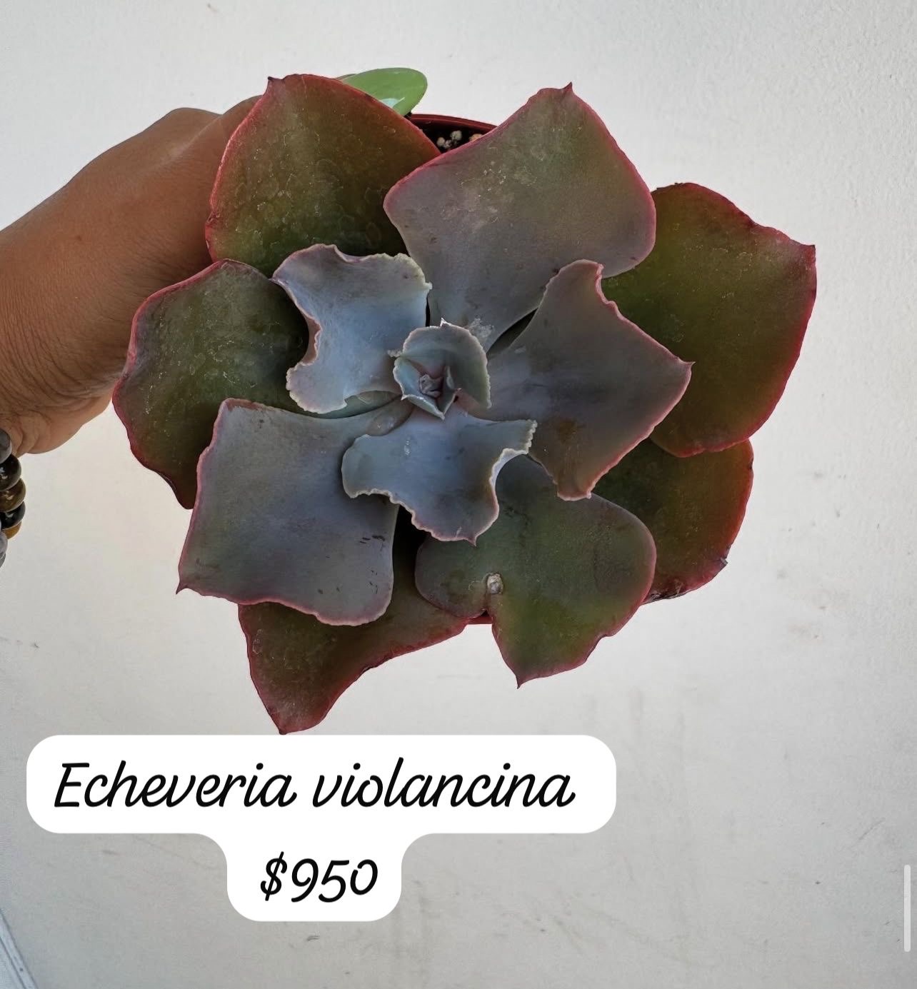 herramientas, jardines y exterior - suculentas  4