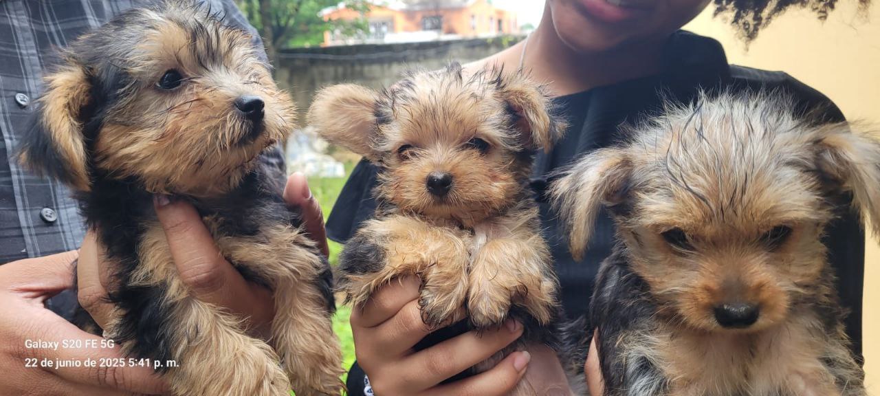 animales y mascotas - 🐶 Hermosos Cachorros Yorkie en Venta 🐶 3