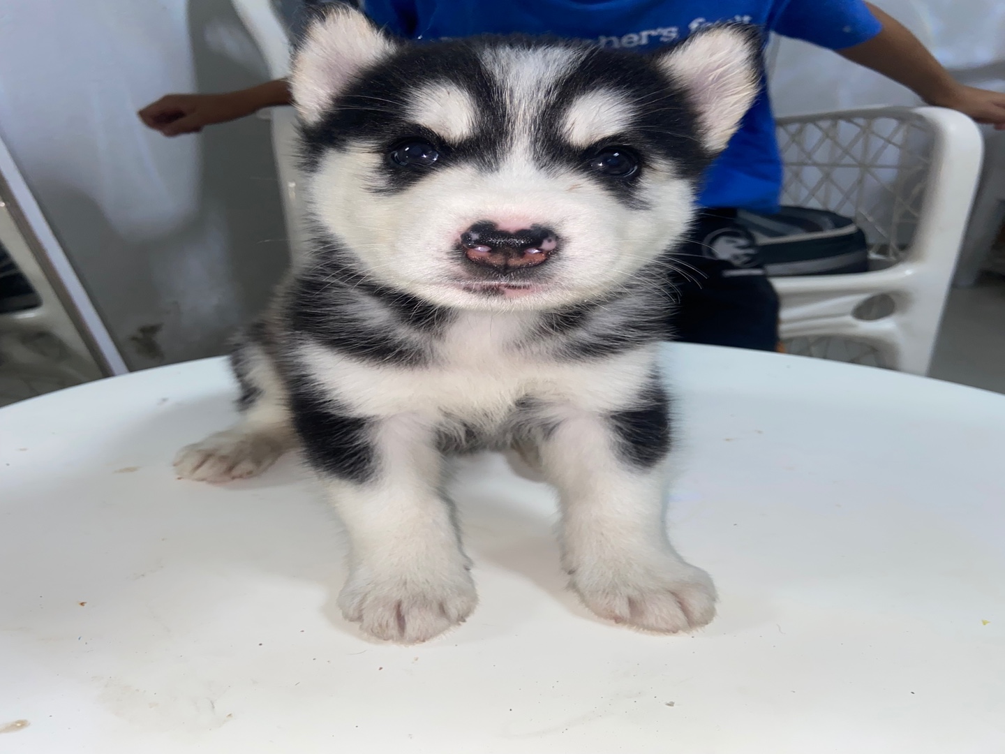 animales y mascotas - Cachorros de huskys siberianos en  venta