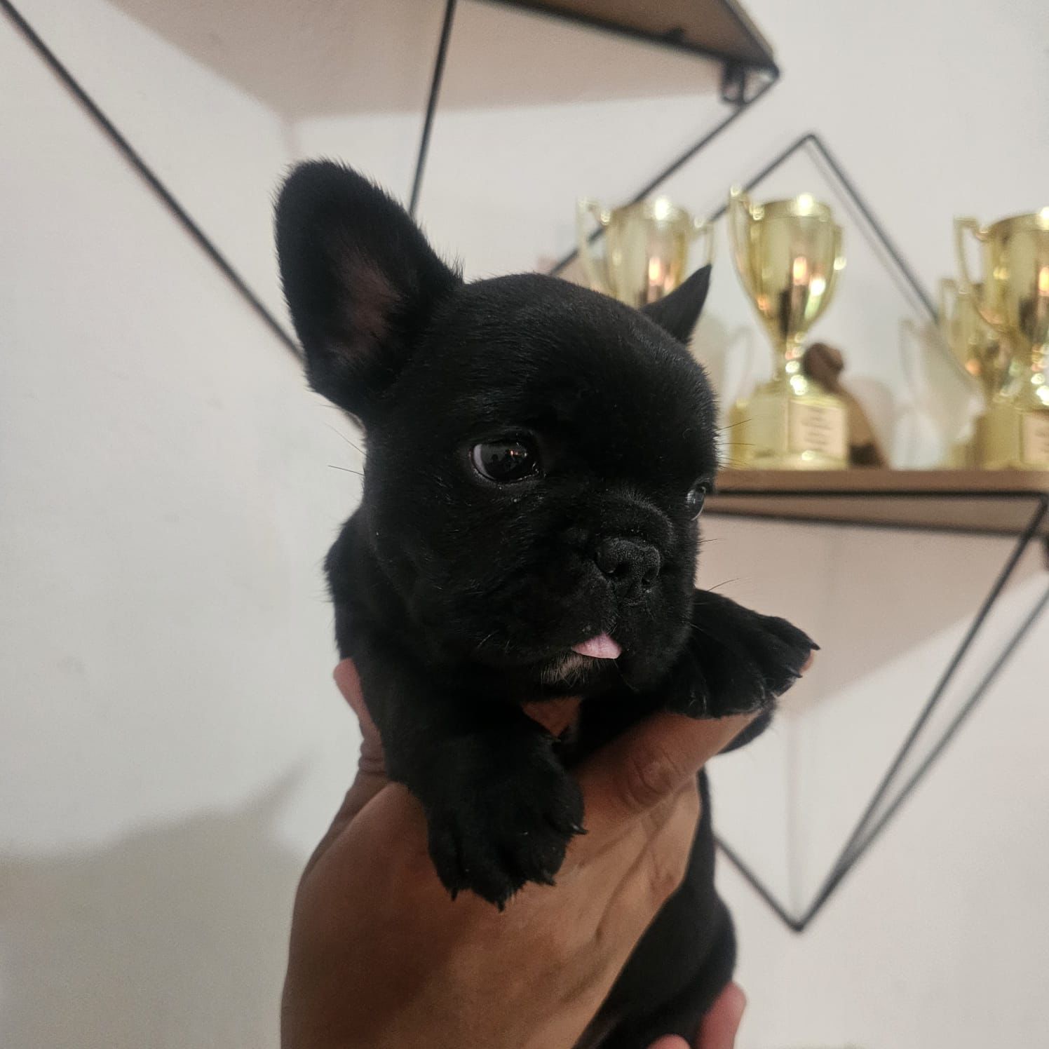 animales y mascotas - OFERTA CACHORRO BULLDOG FRANCES MACHO ENTREGA CON 