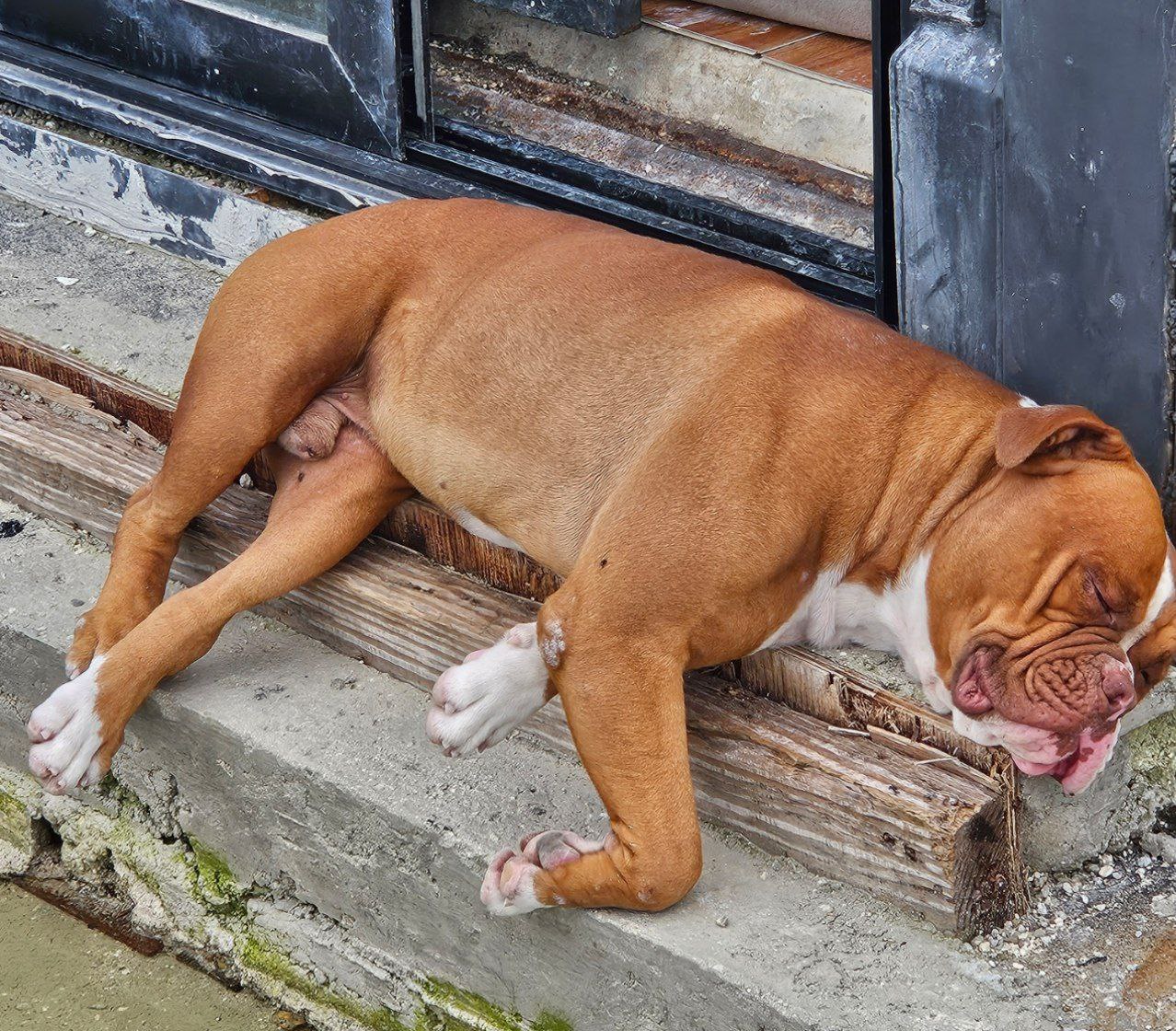 animales y mascotas - Cachorros Bulldog Americanos La Raza mas poderosa