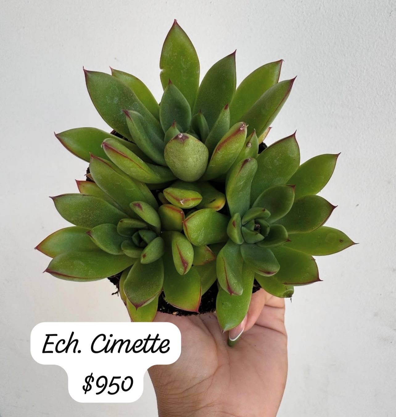 herramientas, jardines y exterior - suculentas  6