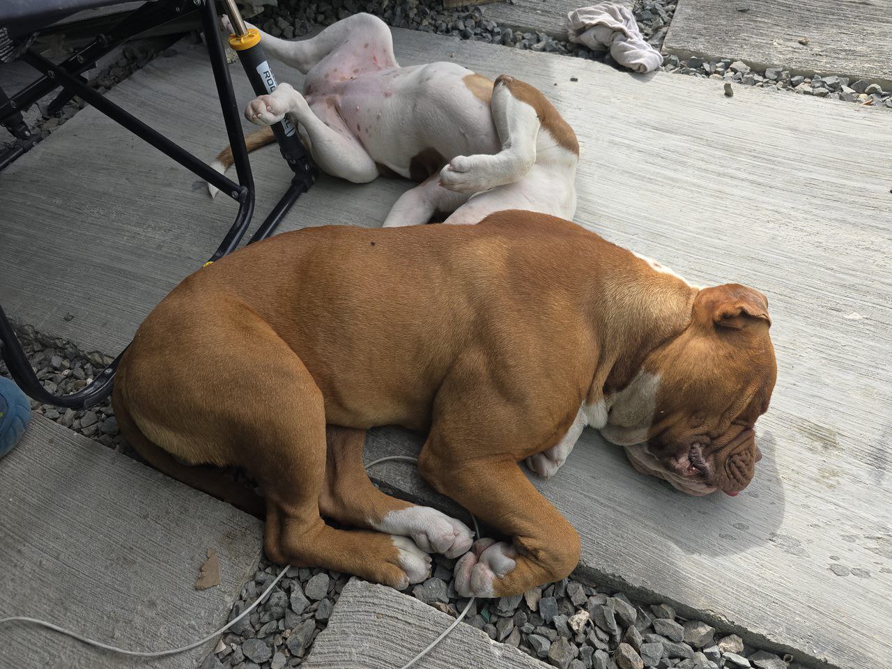animales y mascotas - Cachorros Bulldog Americanos La Raza mas poderosa 1