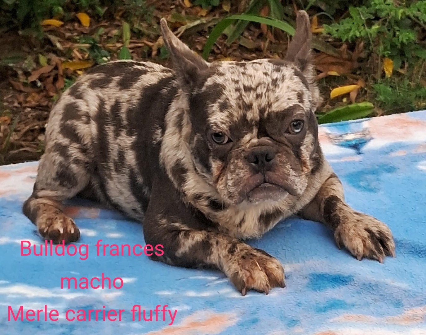 animales y mascotas - Precioso bulldog frances merle