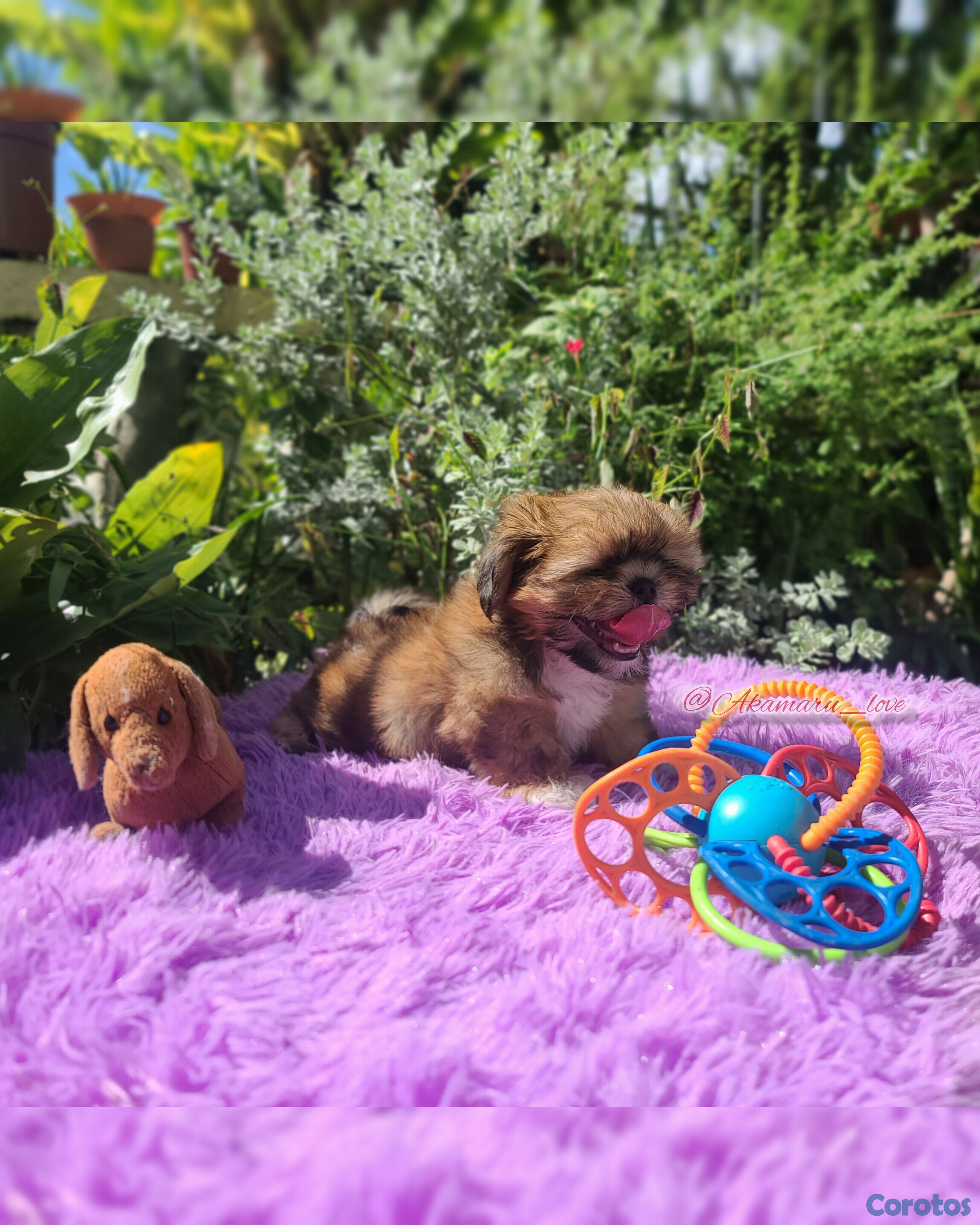 animales y mascotas - shih tzu hembra  1