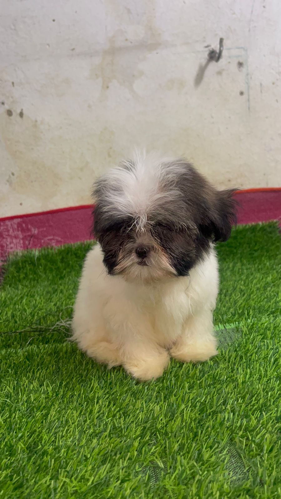 animales y mascotas - OFERTA CACHORRO SHIPOO AMBOS SEXOS SE ENTREGA CON 