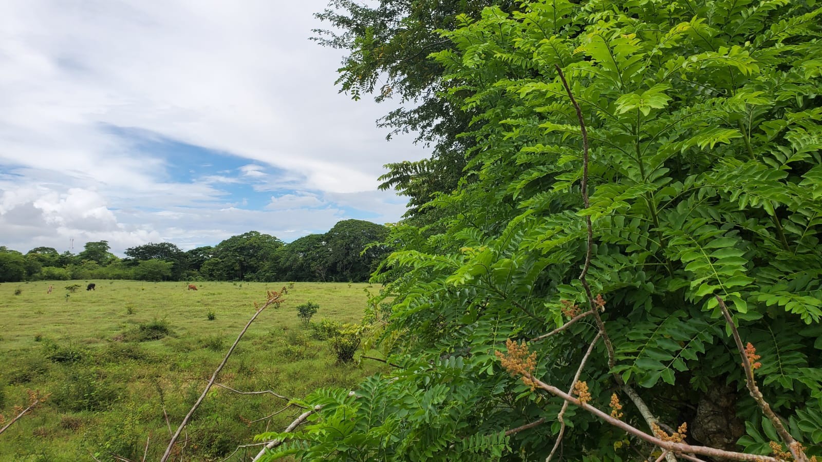 solares y terrenos - Finca en el Toro de Guerra 5