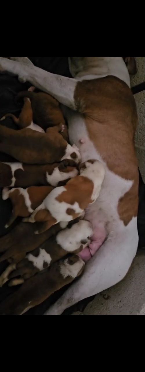 animales y mascotas - Cachorros Bulldog Americanos La Raza mas poderosa 2