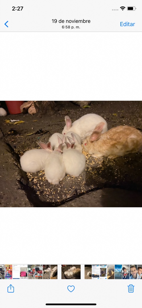Conejos ,patos, gallinas, y dos pavas