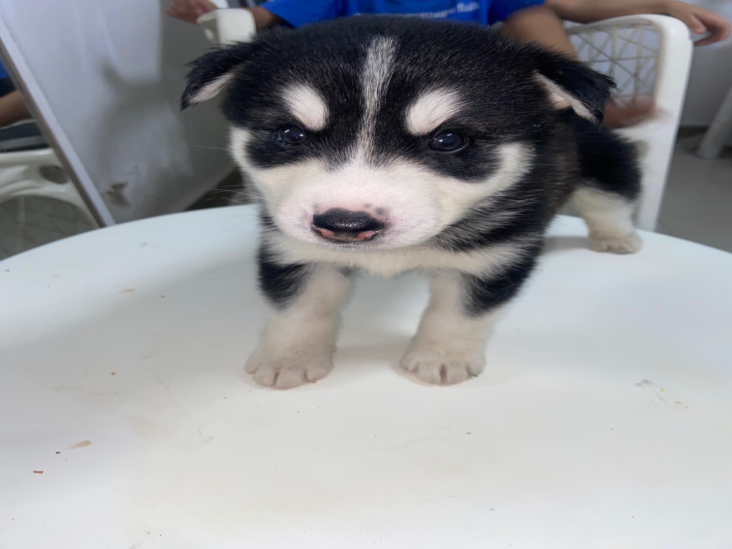 animales y mascotas - Cachorros de huskys siberianos en  venta 3