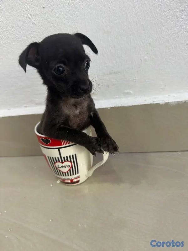 animales y mascotas - Chihuahua  13