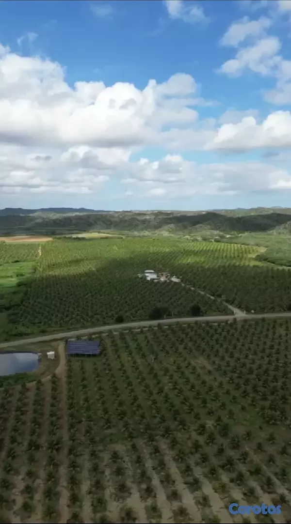 solares y terrenos - Finca de Cocos Enanos en Monte Cristi 10