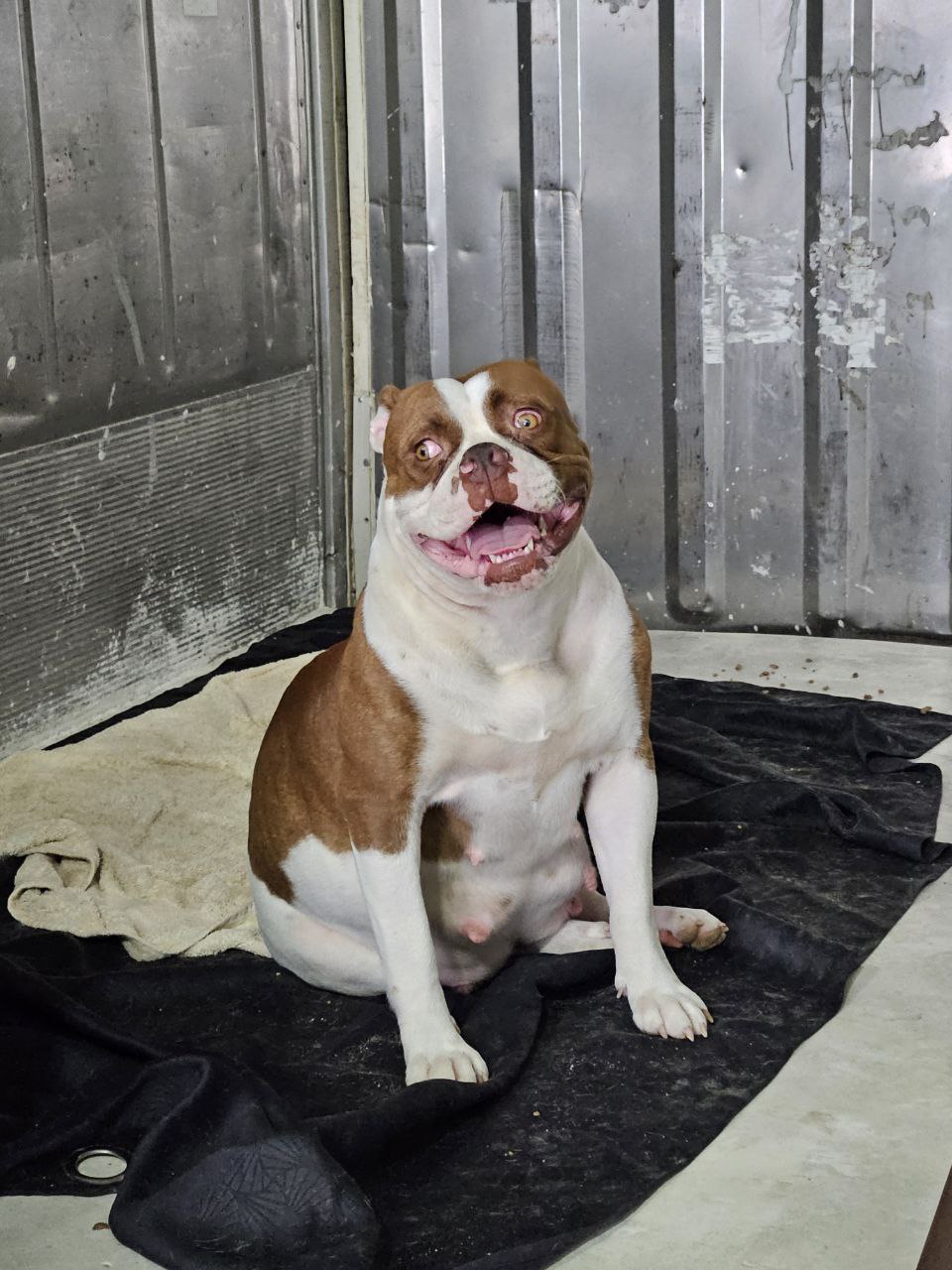 animales y mascotas - Cachorros Bulldog Americanos La Raza mas poderosa 3