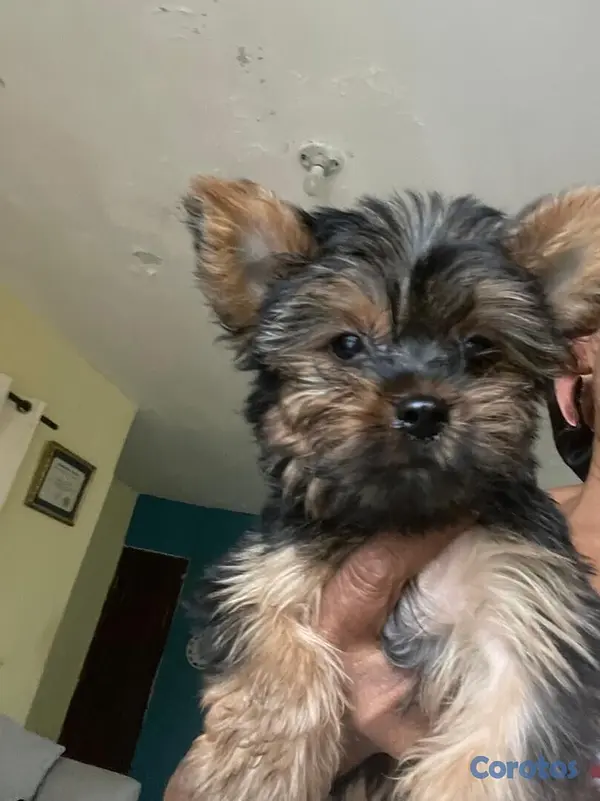 animales y mascotas - Yorkie Macho  11