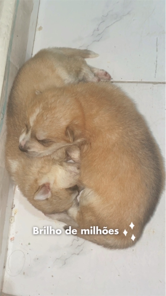 animales y mascotas - Cachorros husky siberiano 0