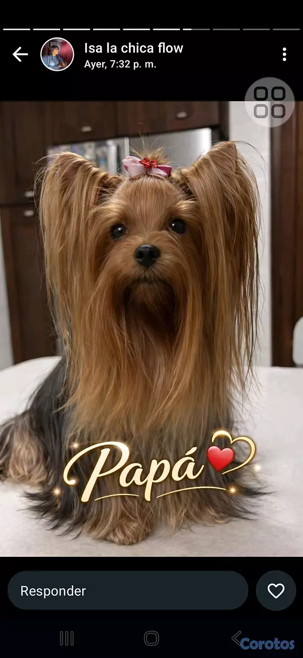 animales y mascotas - Gran variedad  4