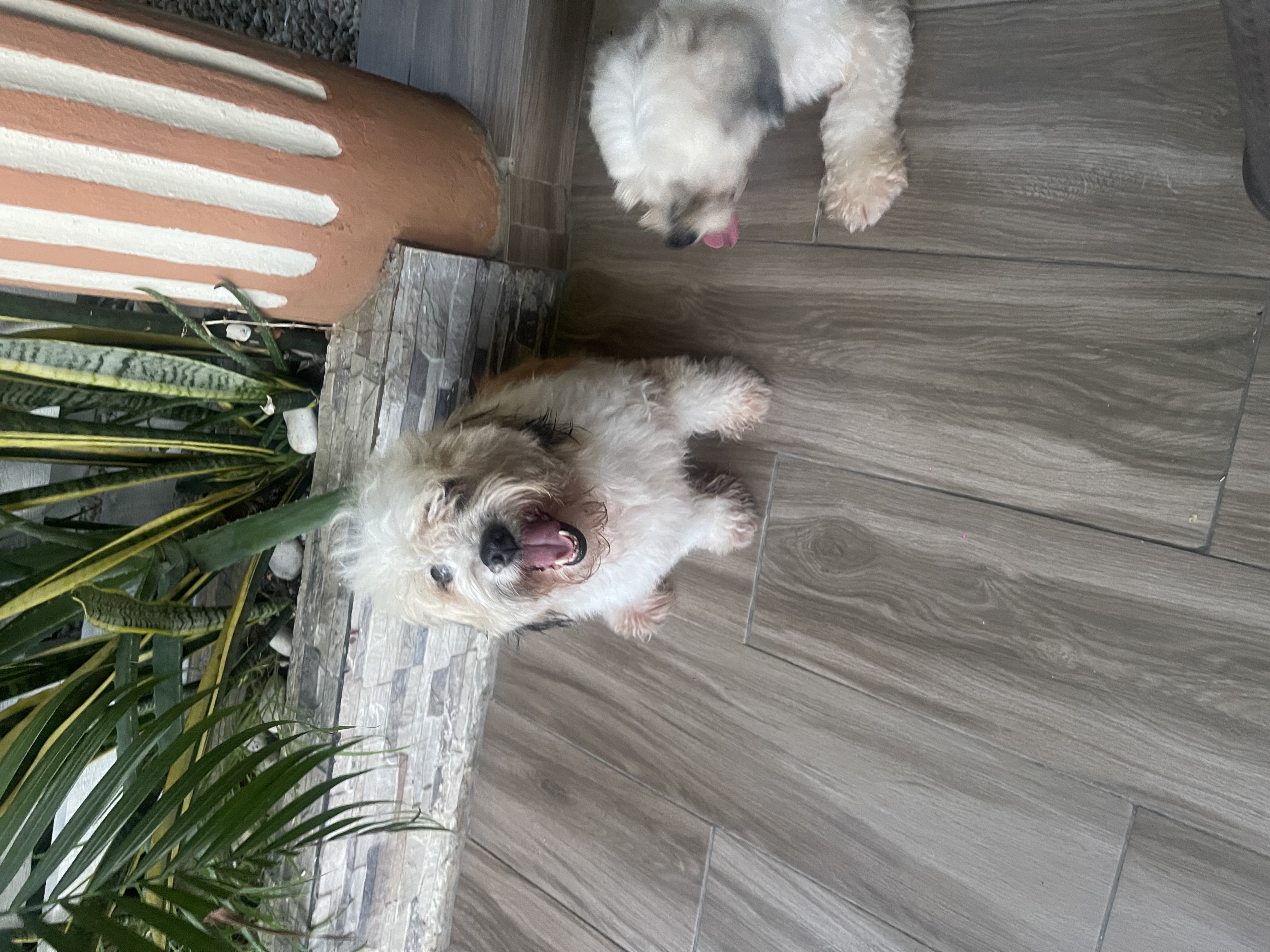 animales y mascotas - Maltipoo
