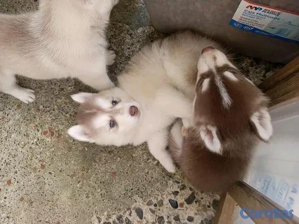 animales y mascotas - husky Siberiano  9