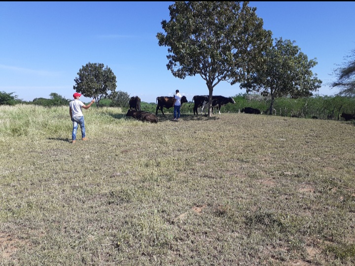 solares y terrenos - Finca 1,500 Tareas en Cabezas de Toros, Guayubin 4