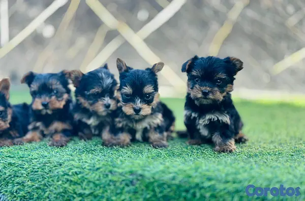 animales y mascotas - hermosos cachorritos de Yorshire mini 2