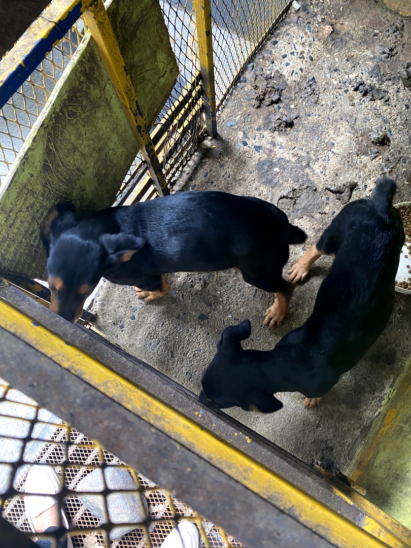 animales y mascotas - Cachorros Cruce Rottweiler con Pastora Alemán