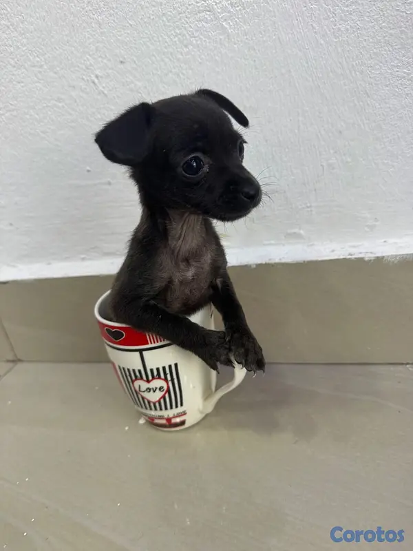 animales y mascotas - Chihuahua  14